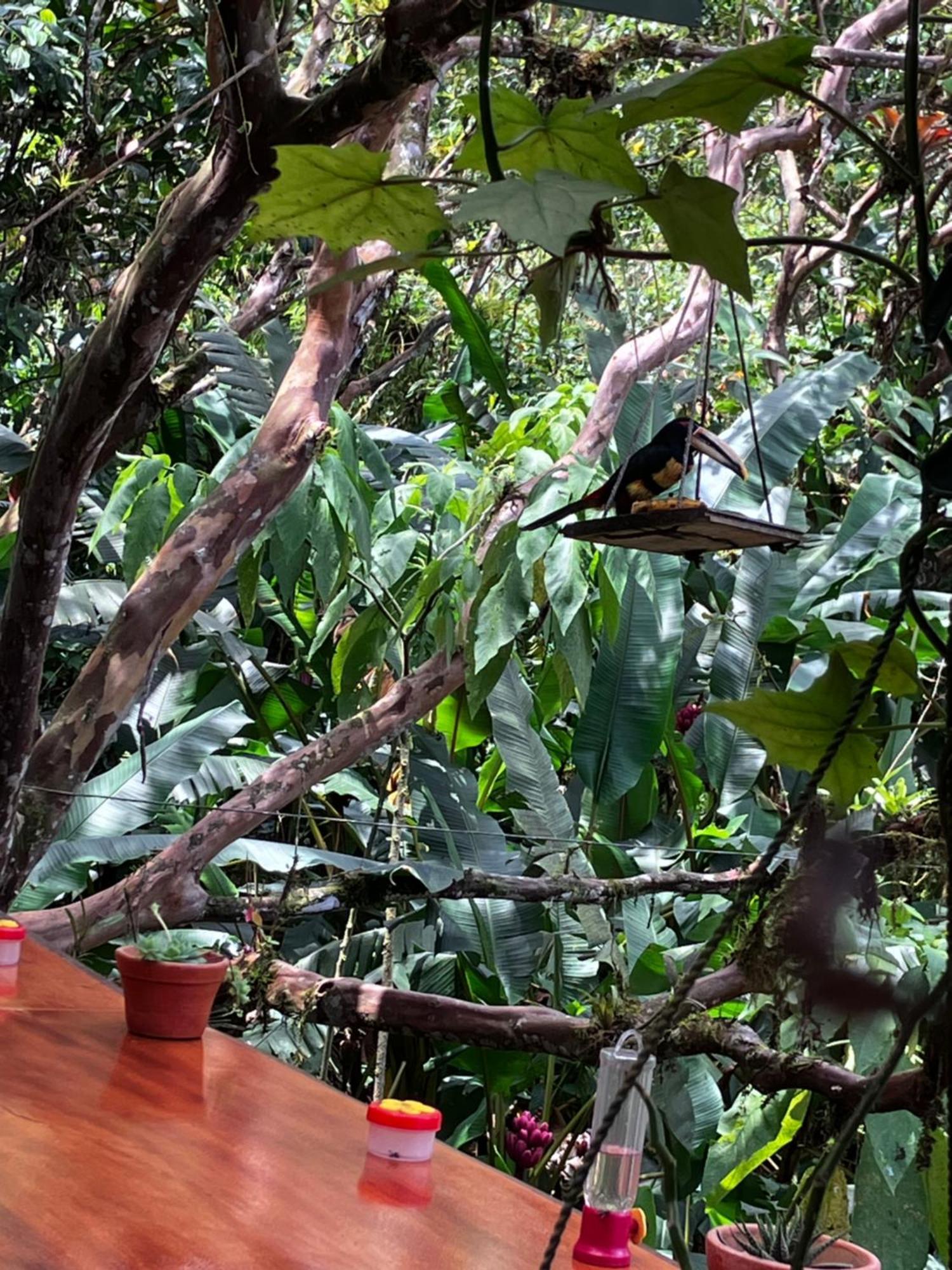Casa Del Rio En Mindo Bed & Breakfast Екстериор снимка